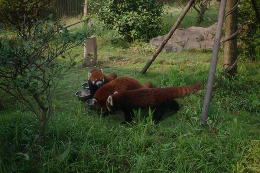 The red panda walk-through