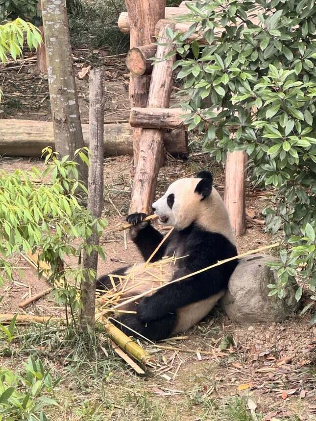 🐼成都熊猫基地看猫大成功详细攻略