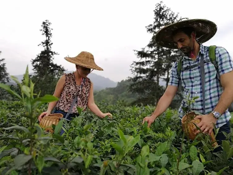Two people picking tea among the rows