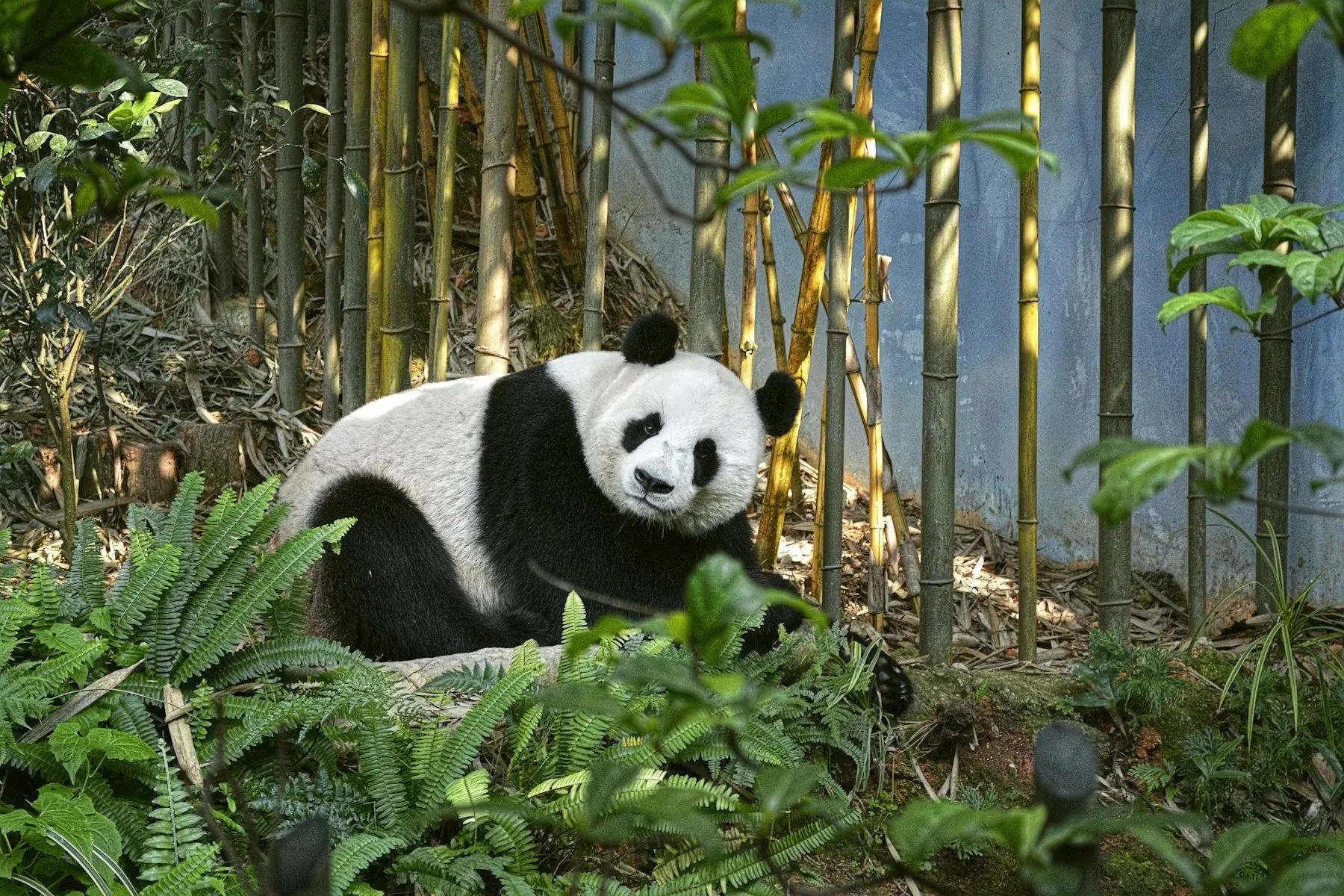 Jiuzhaigou · Pandas & Baima Village