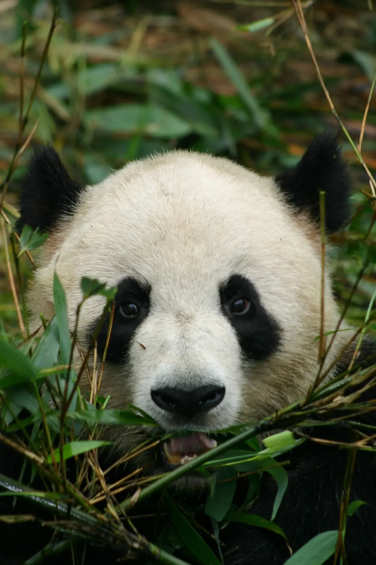 Chengdu