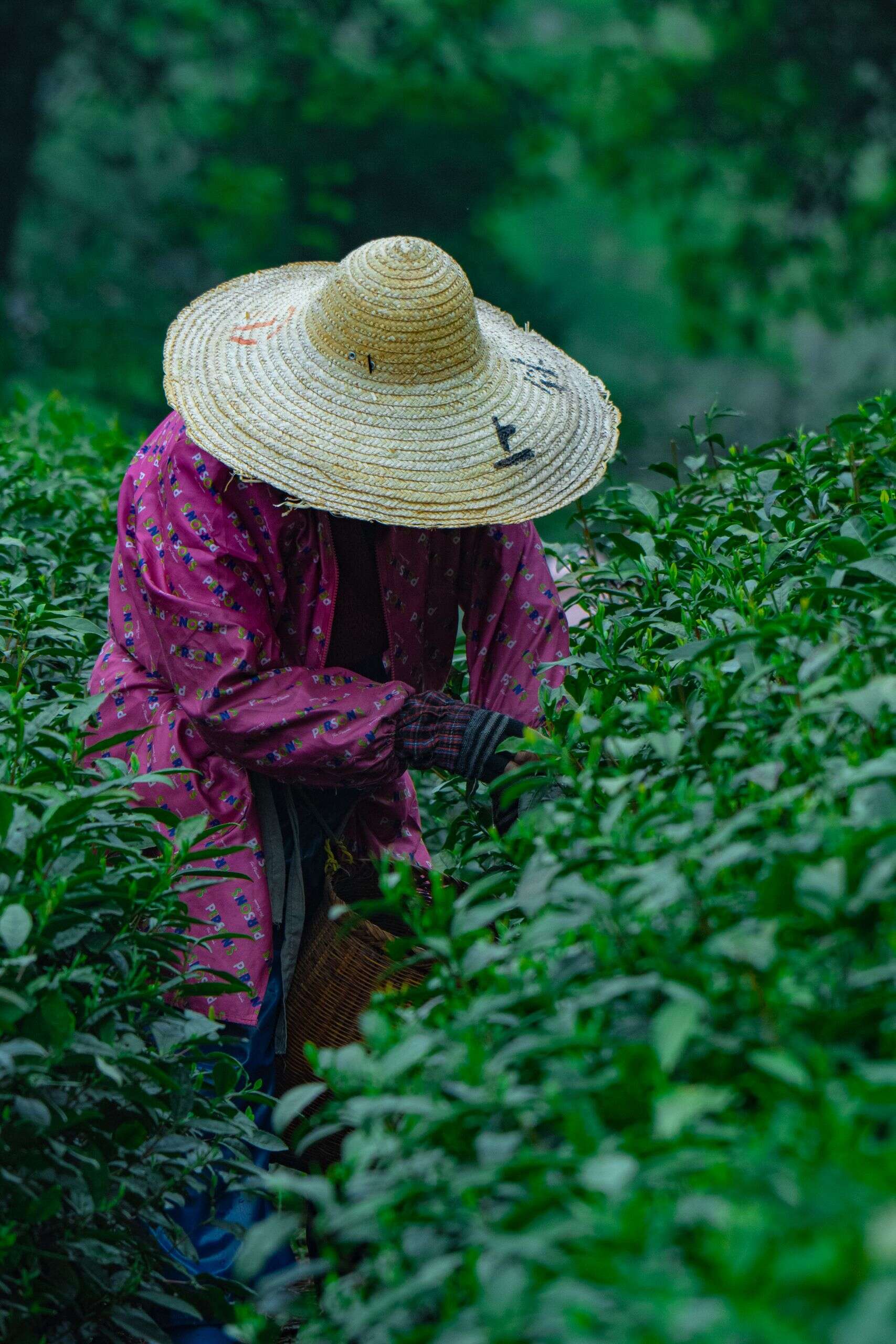 戴草帽的采茶人在茶丛中采摘