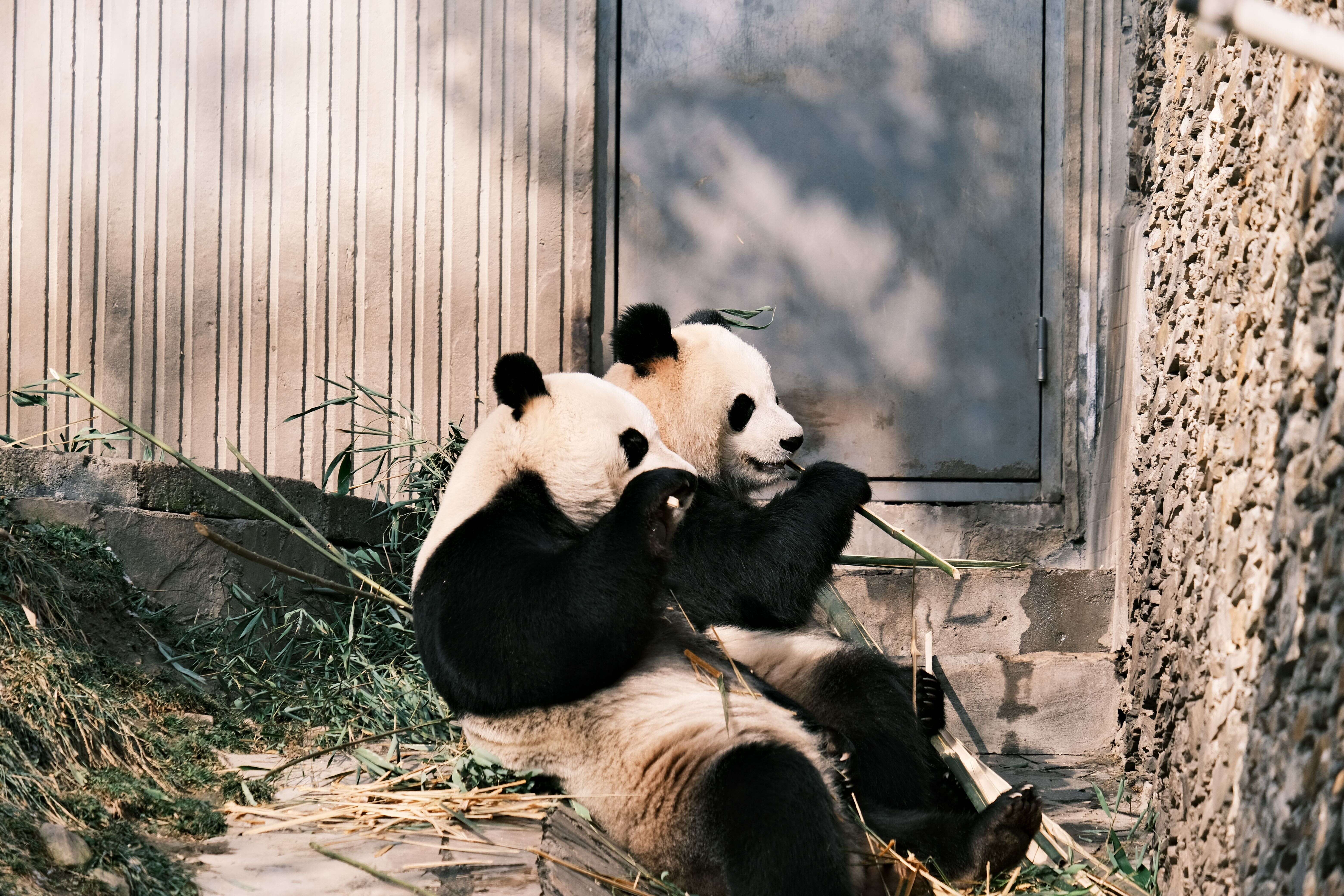 A host and guests watching pandas through bamboo at the breeding base
