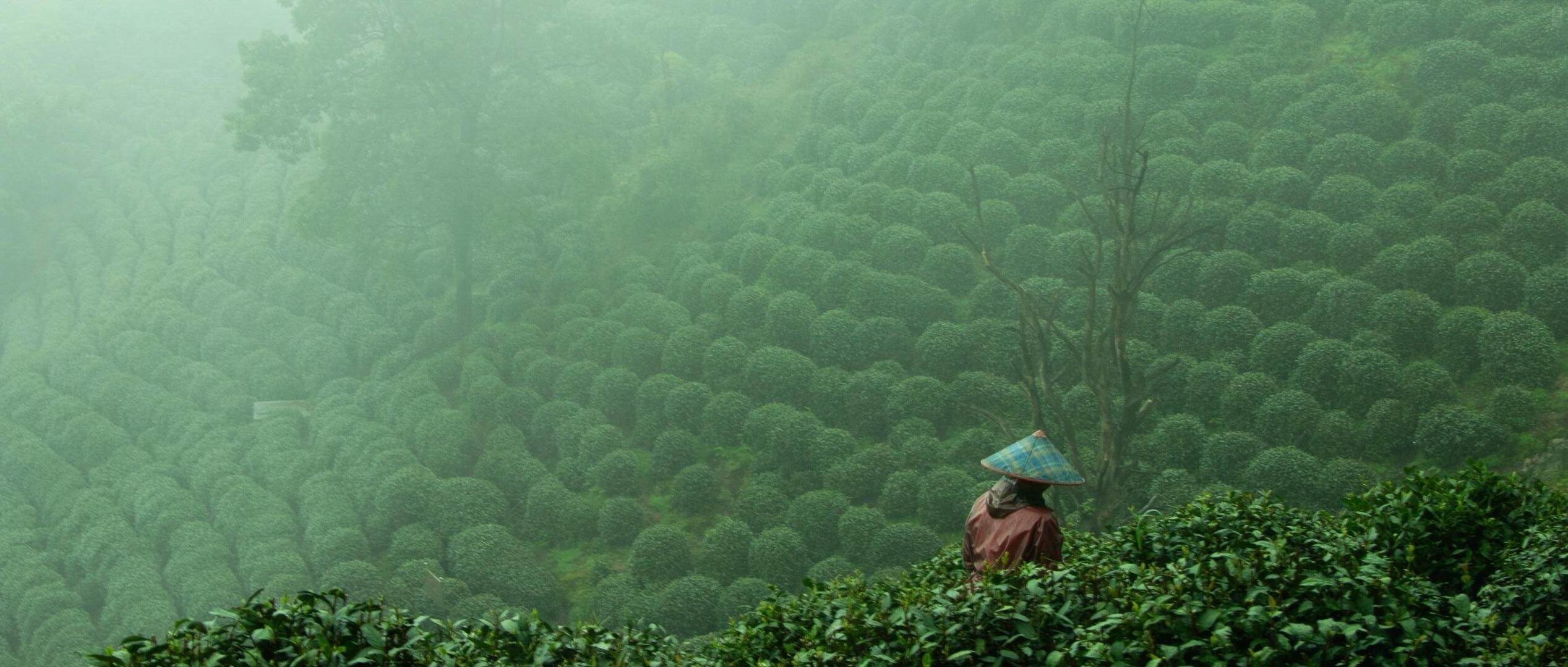 A tea picker in a conical hat among the mist-wrapped Longjing tea hills