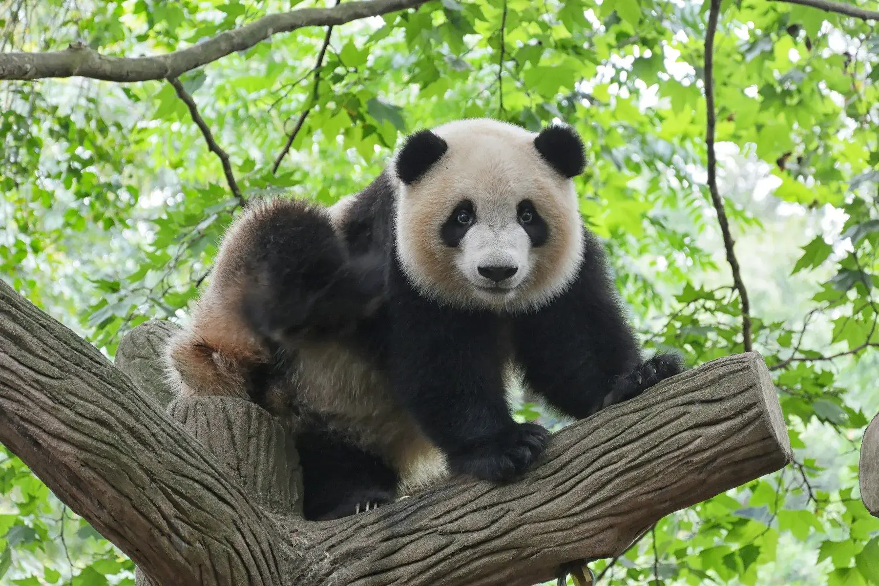 A panda sitting upright eating bamboo