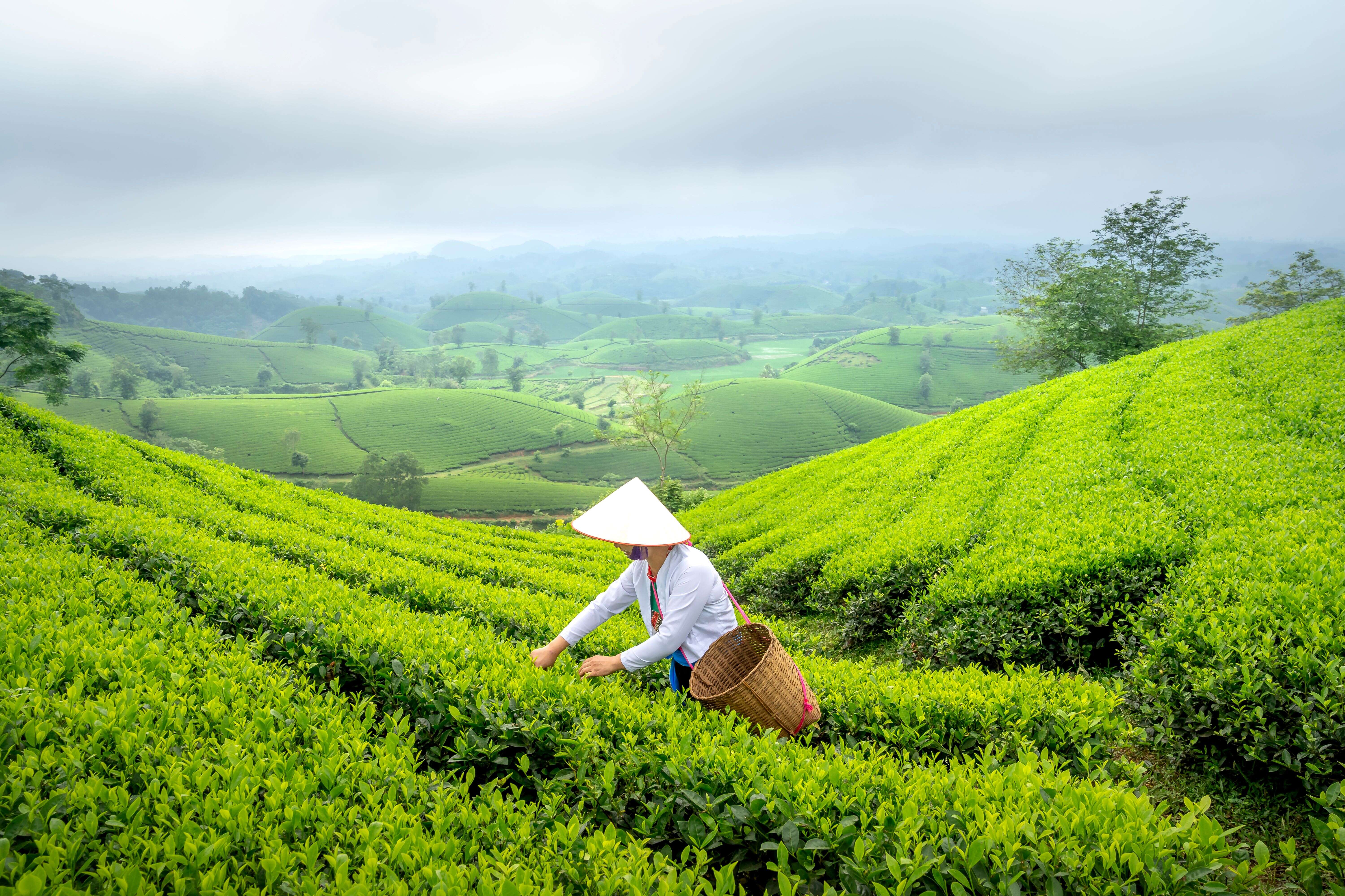 斗笠茶农挎着竹篓，在层层茶垄间采茶