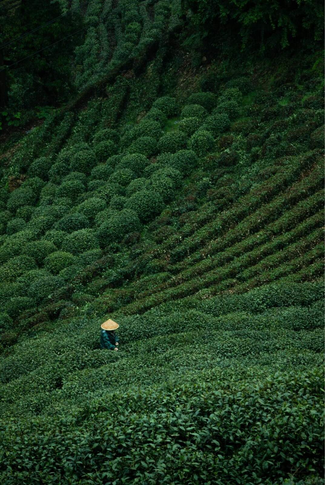 Tea pickers in conical hats among the terraced tea rows of Longjing Village