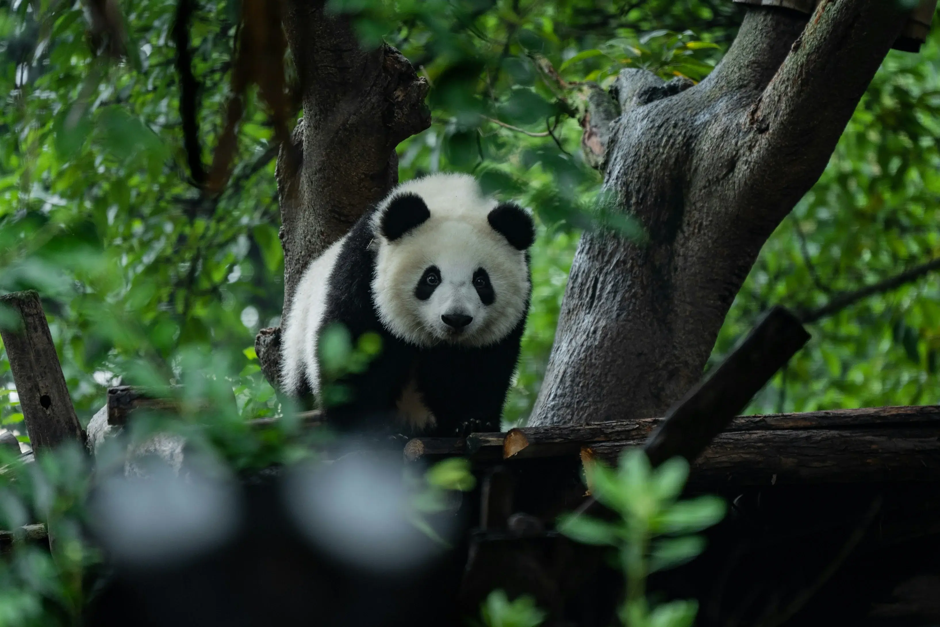 Chengdu