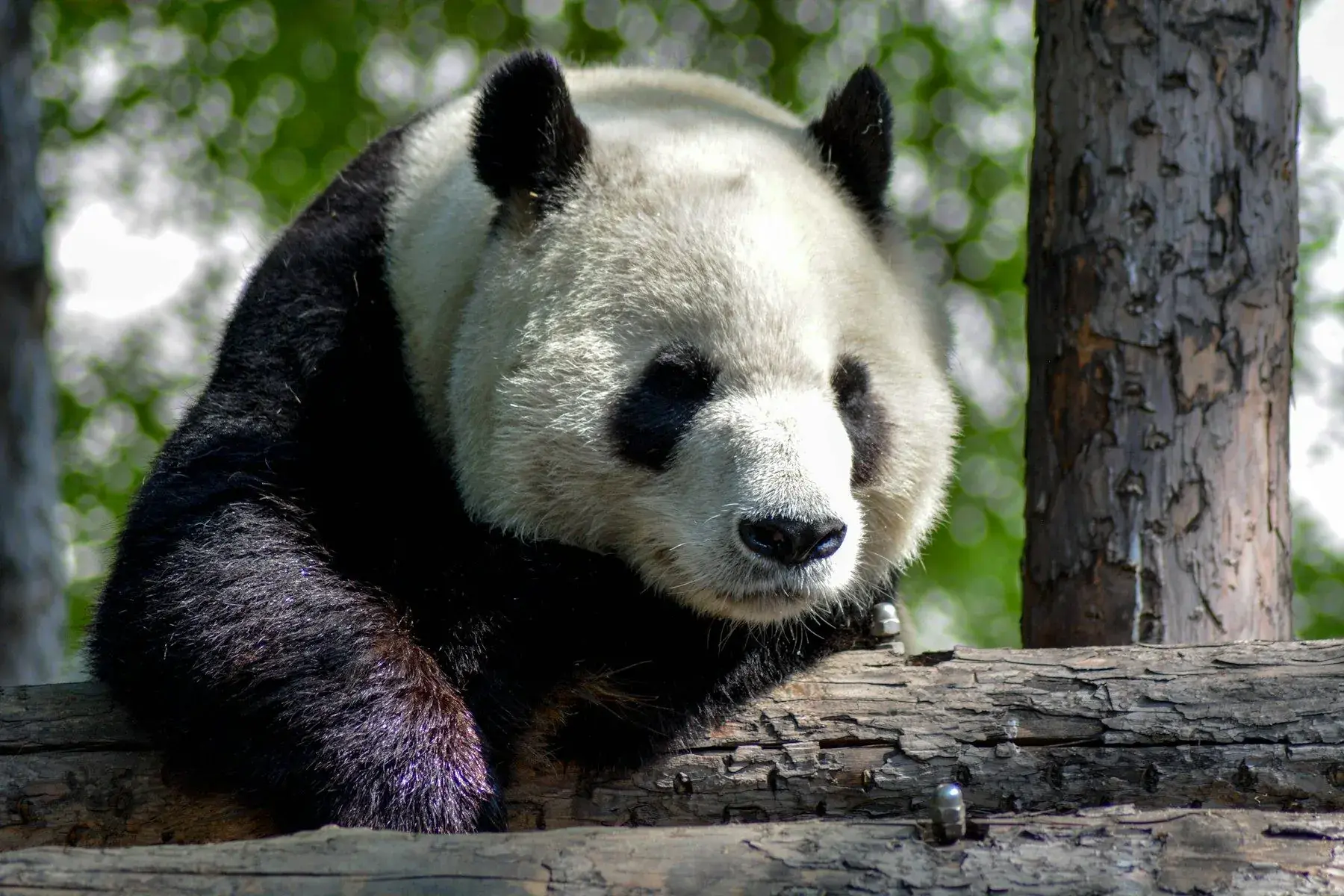 A young panda in the greenery