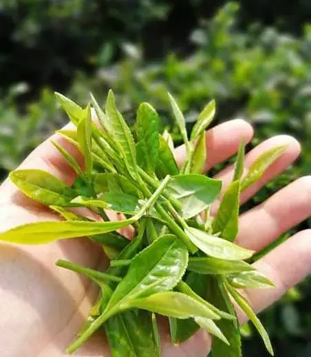 Fresh tea buds in a hand