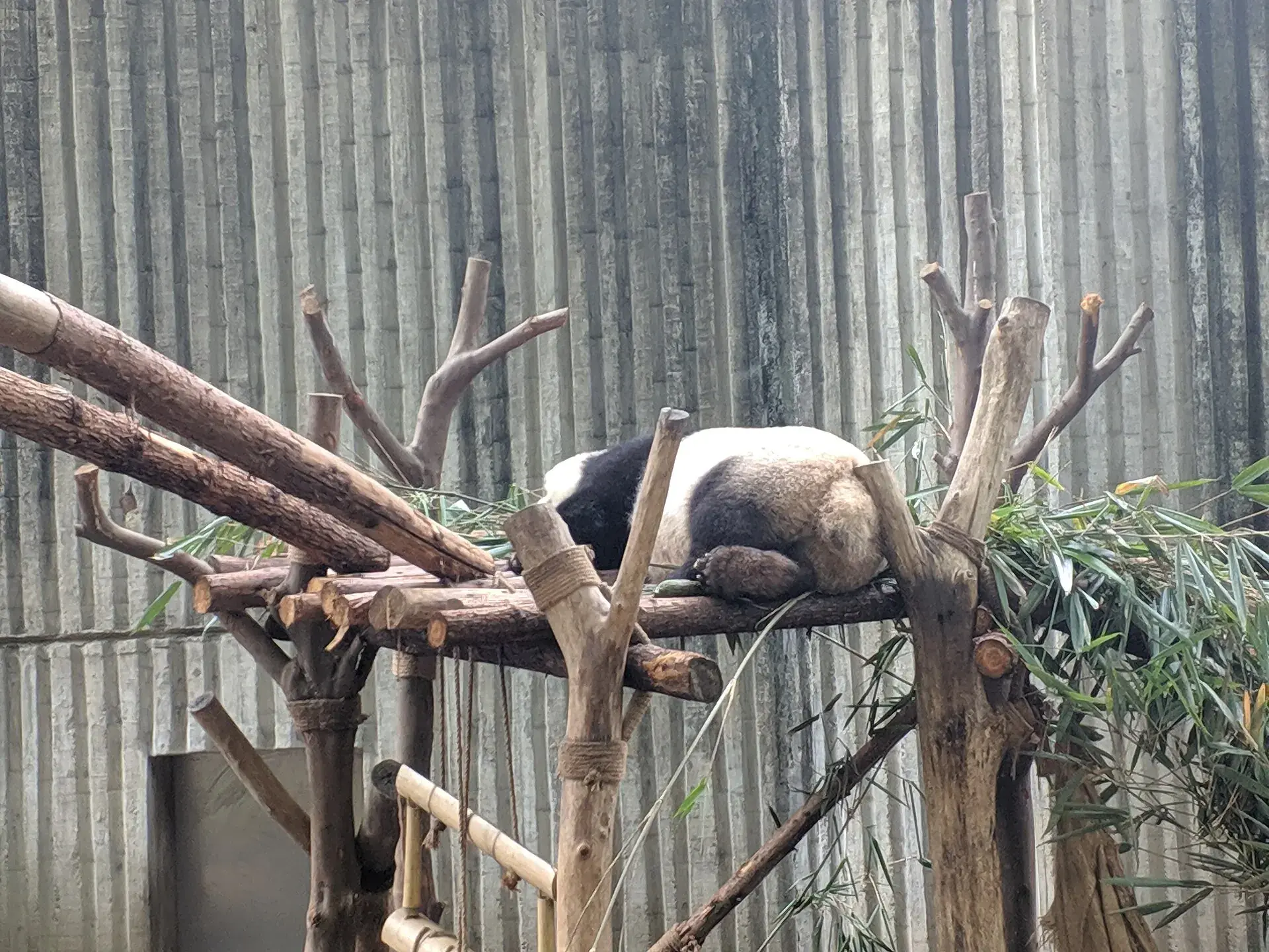 A panda asleep on a raised wooden platform at the Chengdu breeding base