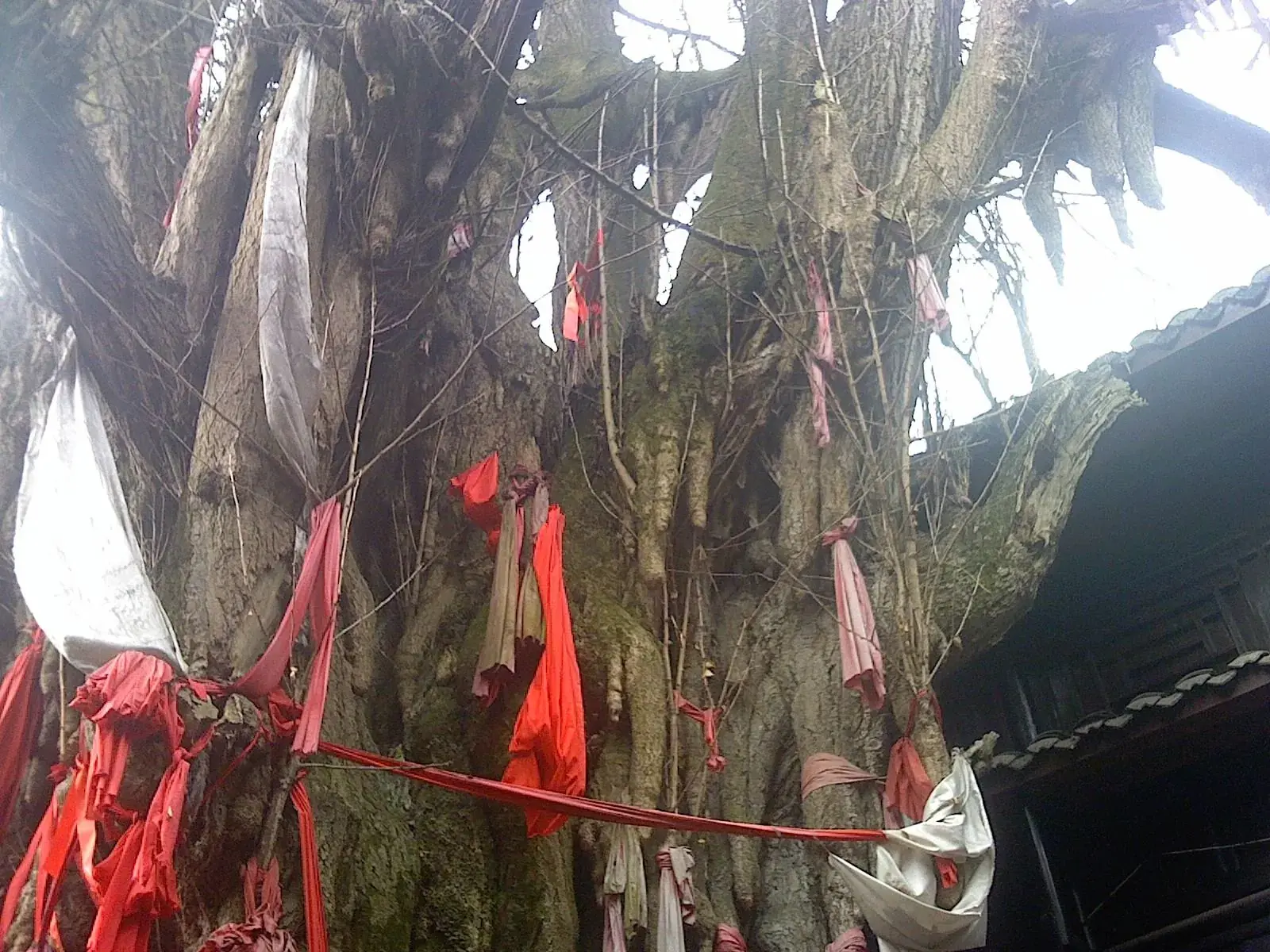 An ancient ginkgo on Mount Qingcheng hung with red ribbons