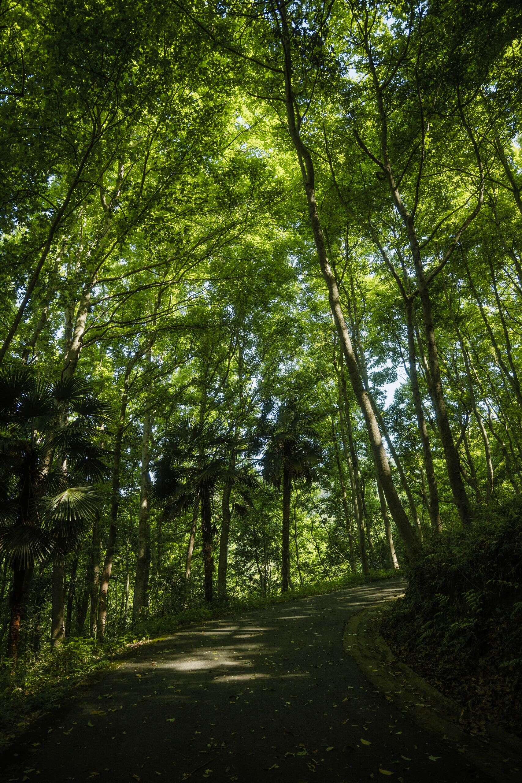 Waldpfad durch den Borora-Bo-Bo-Bo-Bo, Shangri-La