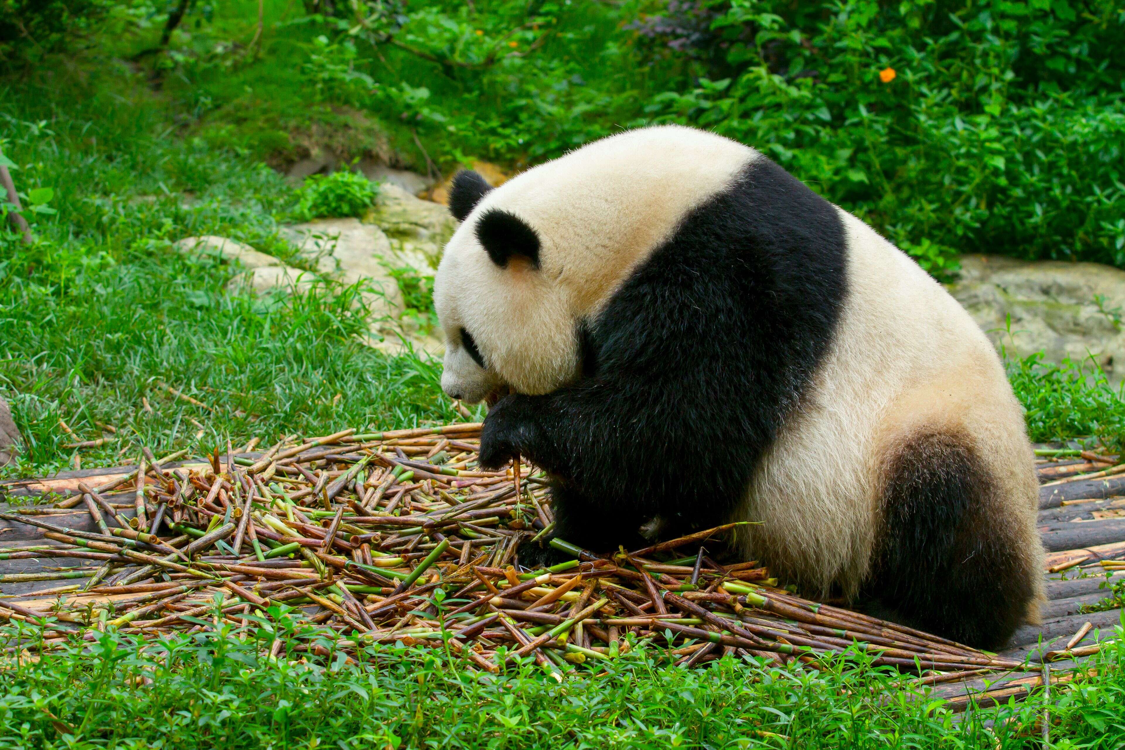 La base de pandas de Chengdu, Chengdu