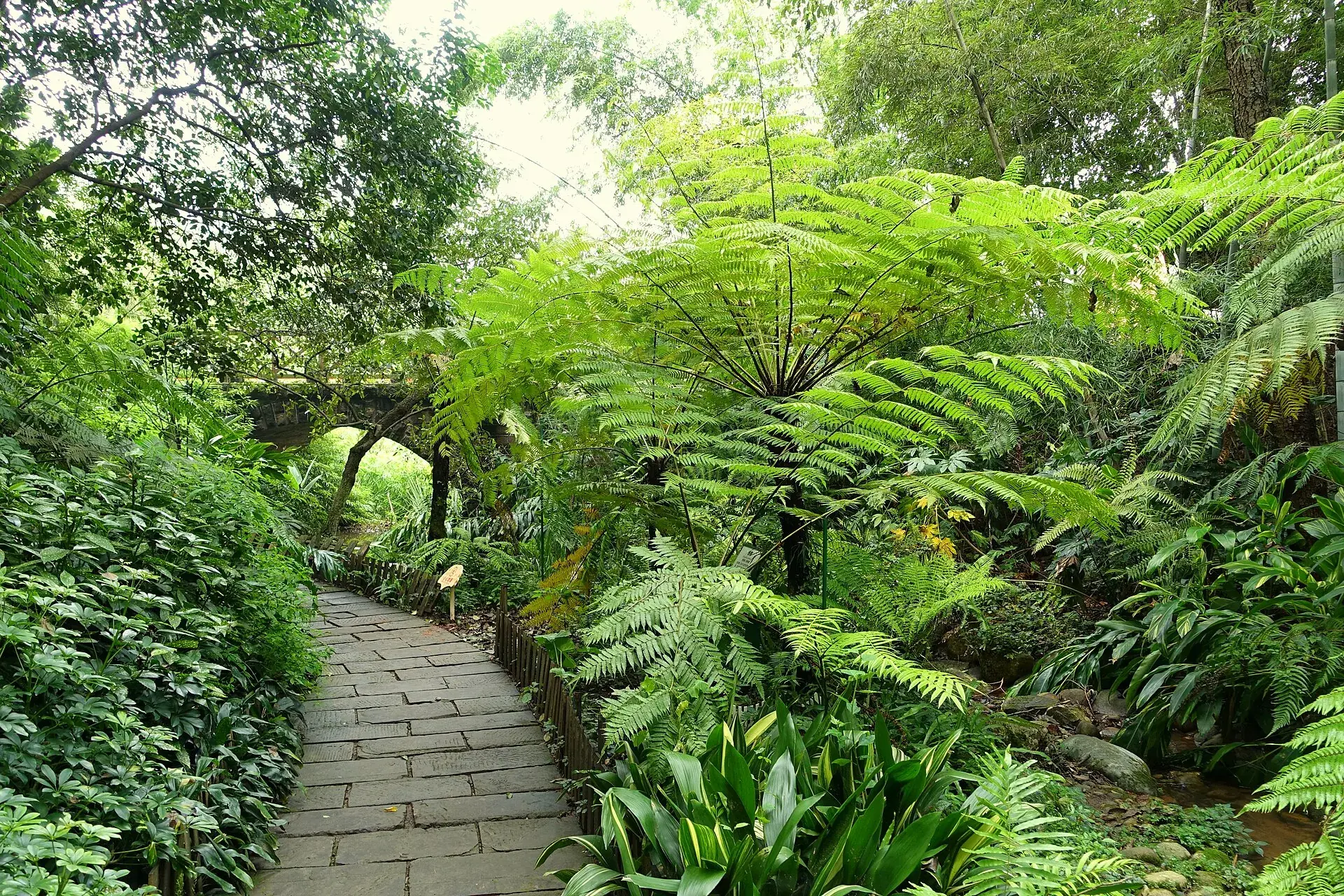A fern-lined stone path in the Chengdu botanical garden