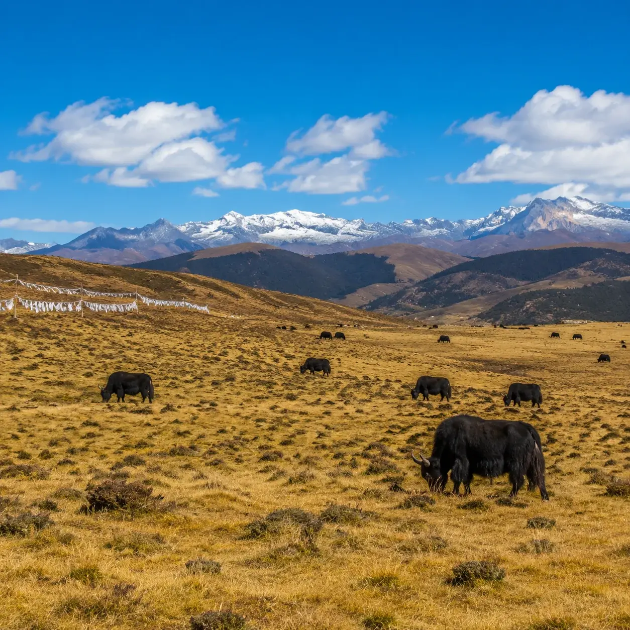 Golden autumn grasslands with grazing yaks and distant peaks near Shangri-La