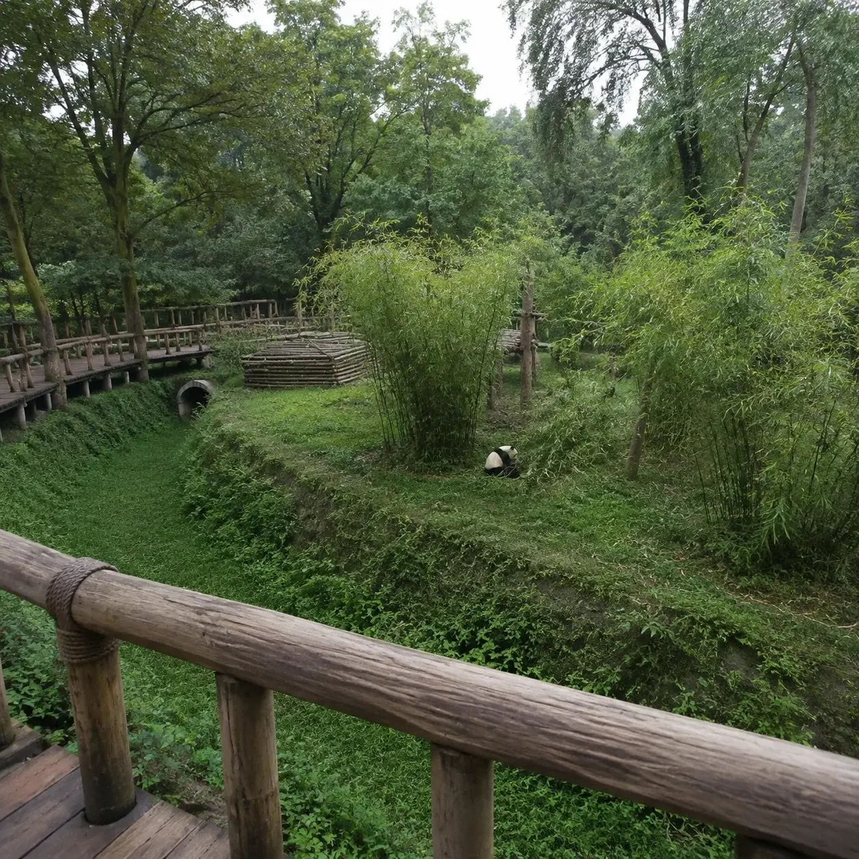 A visitor walkway railing overlooking a large bamboo-planted panda enclosure at the Chengdu Research Base