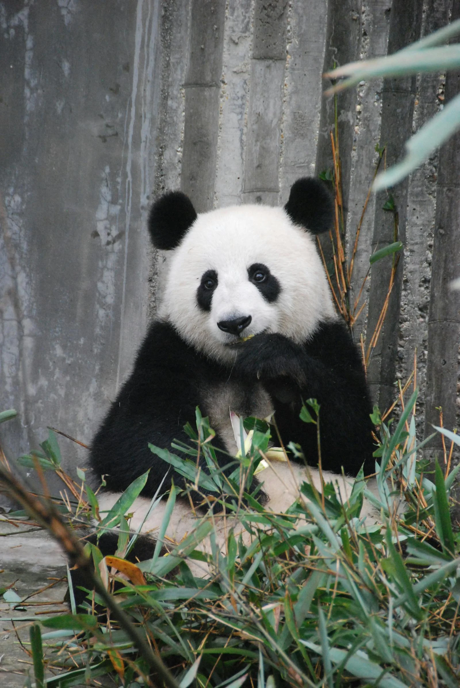 Chengdu Pandas & Teahouses demo