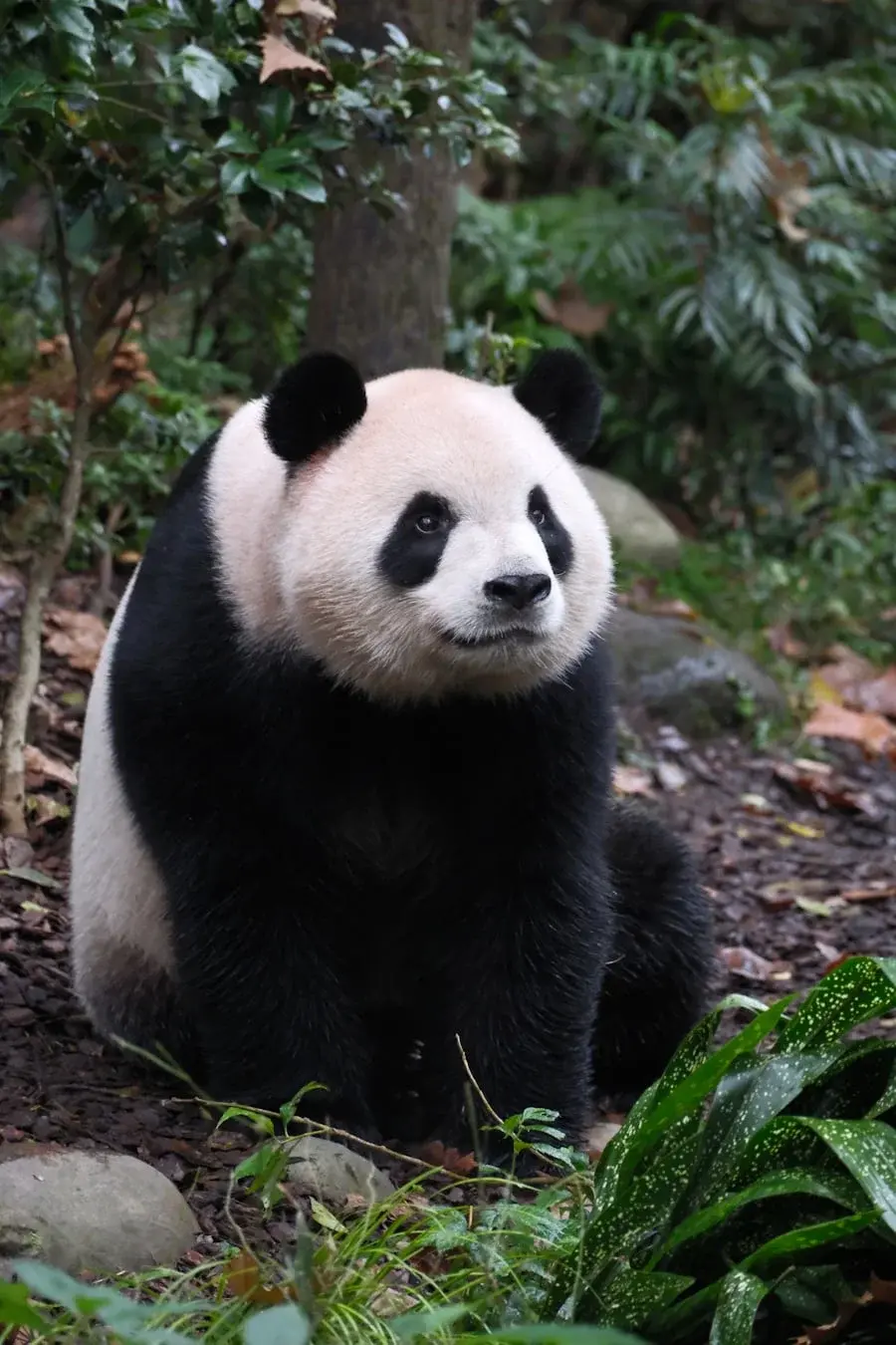 Chengdu