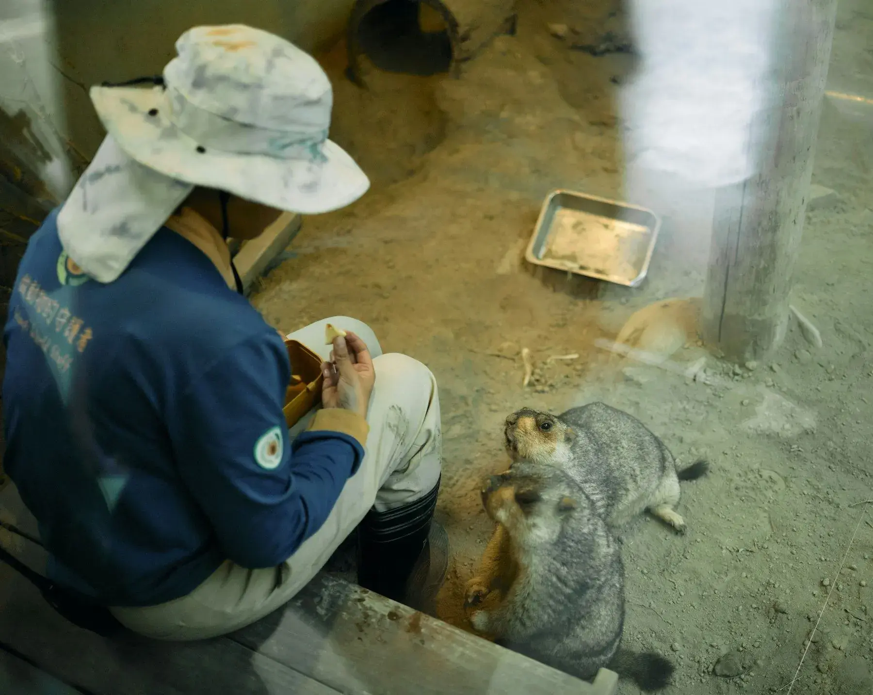 A keeper crouched inside the enclosure with a feed tray, a young panda beside her