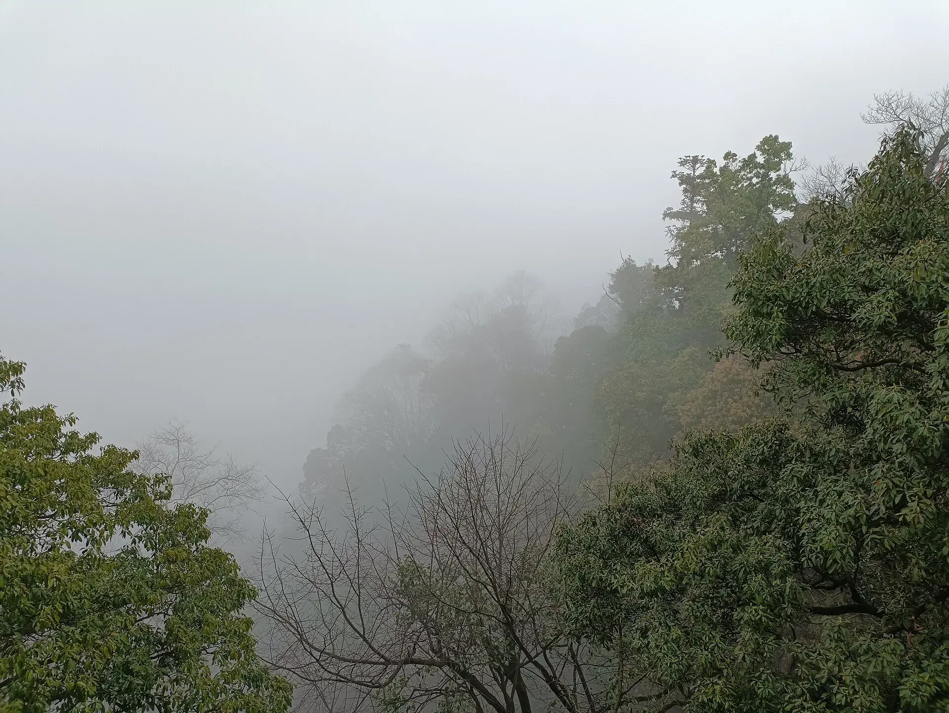 Mist sitting in the trees on the mountain