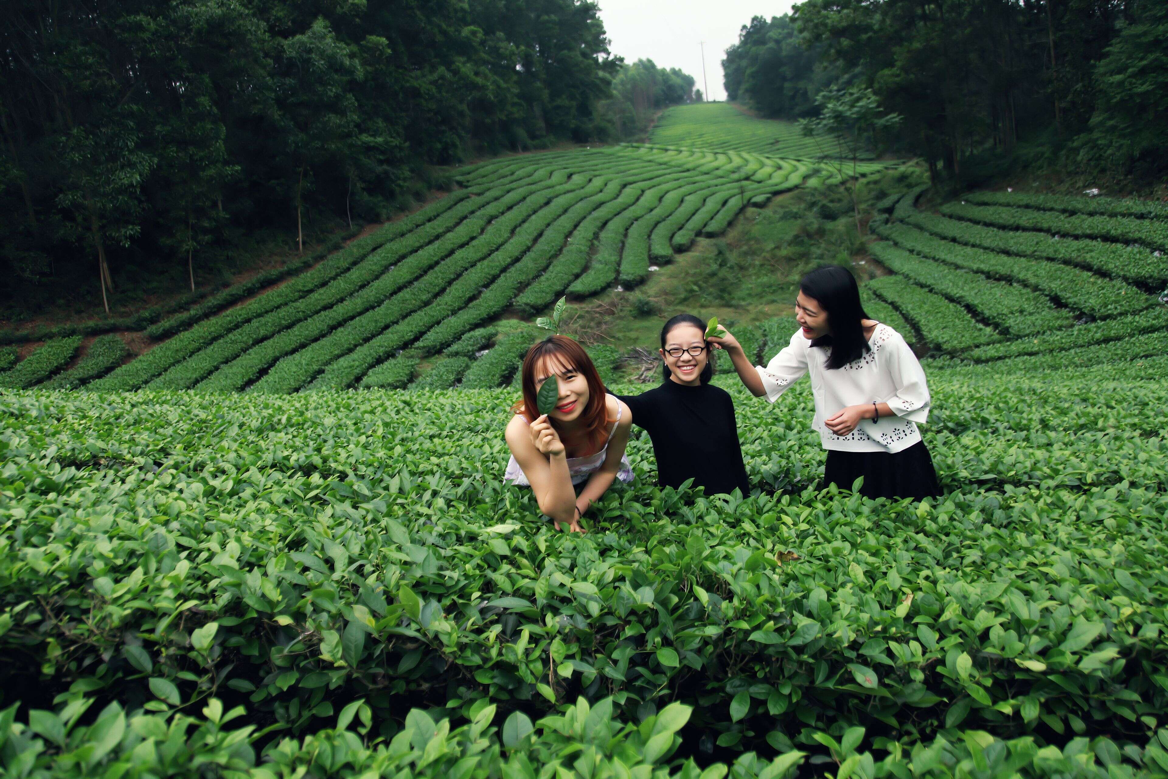 三位客人在茶垄里举起茶叶合影