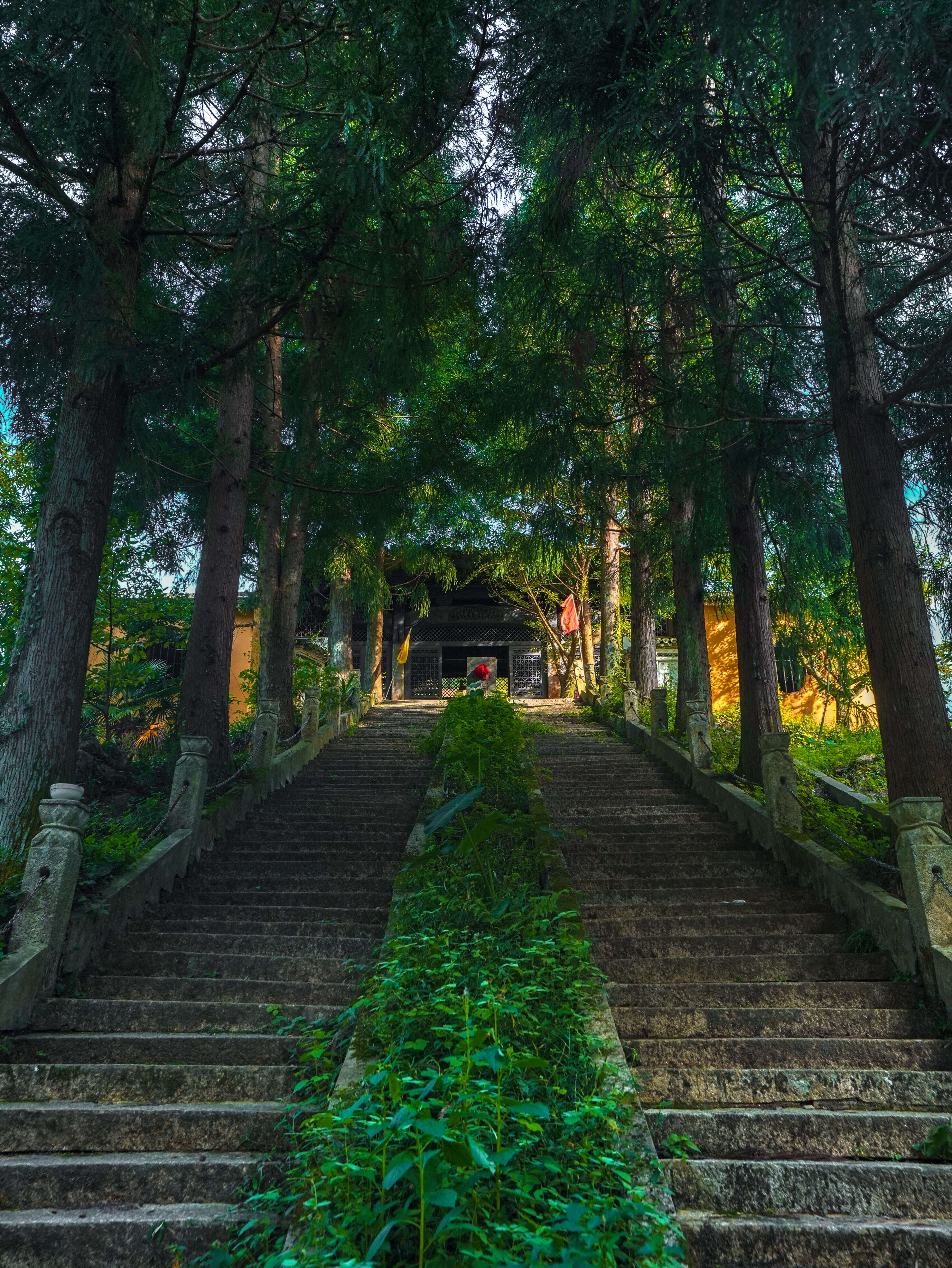 Stone stairs climbing under tall trees to a hall, no shops in sight