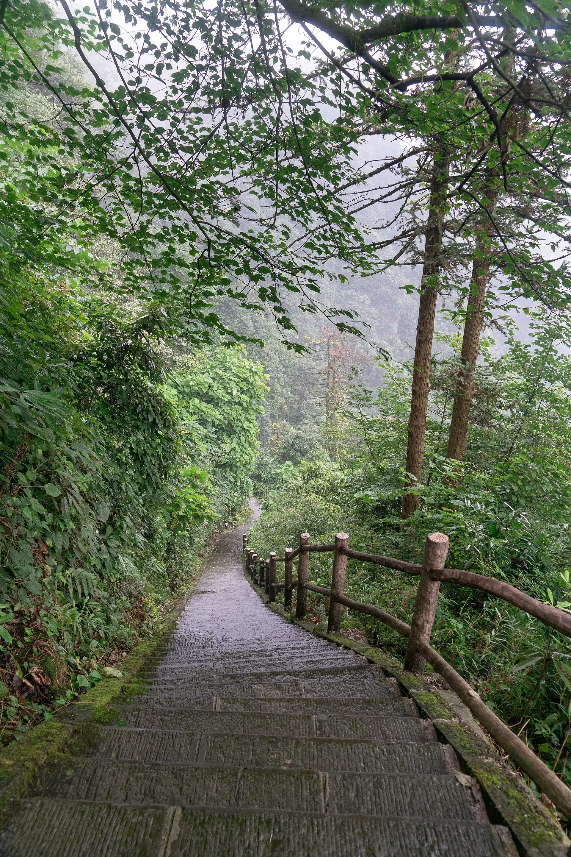 Stone steps climbing through wet forest on Mt Emei