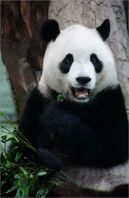 Panda in Chengdu