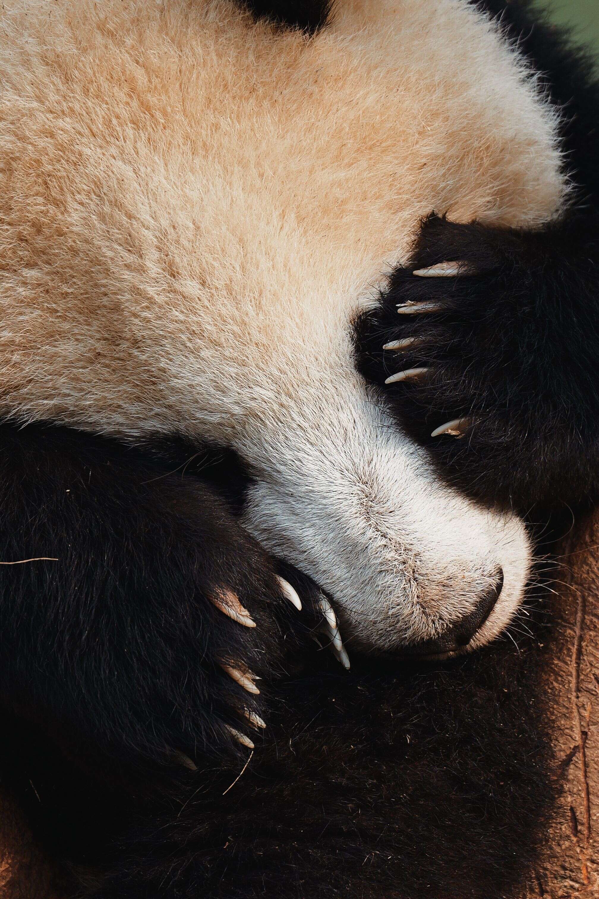 Base de pandas de Chengdu, Chengdu