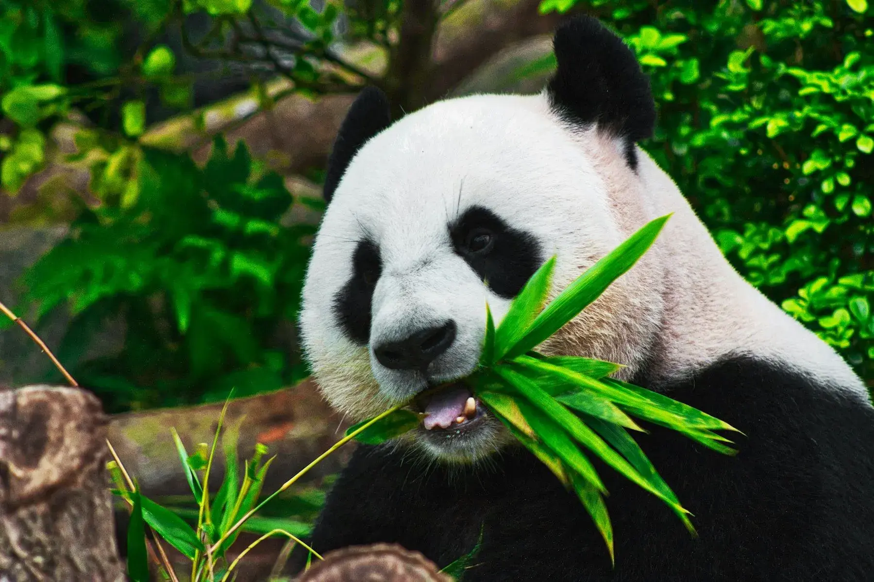 A giant panda feeding in the early morning at a breeding base