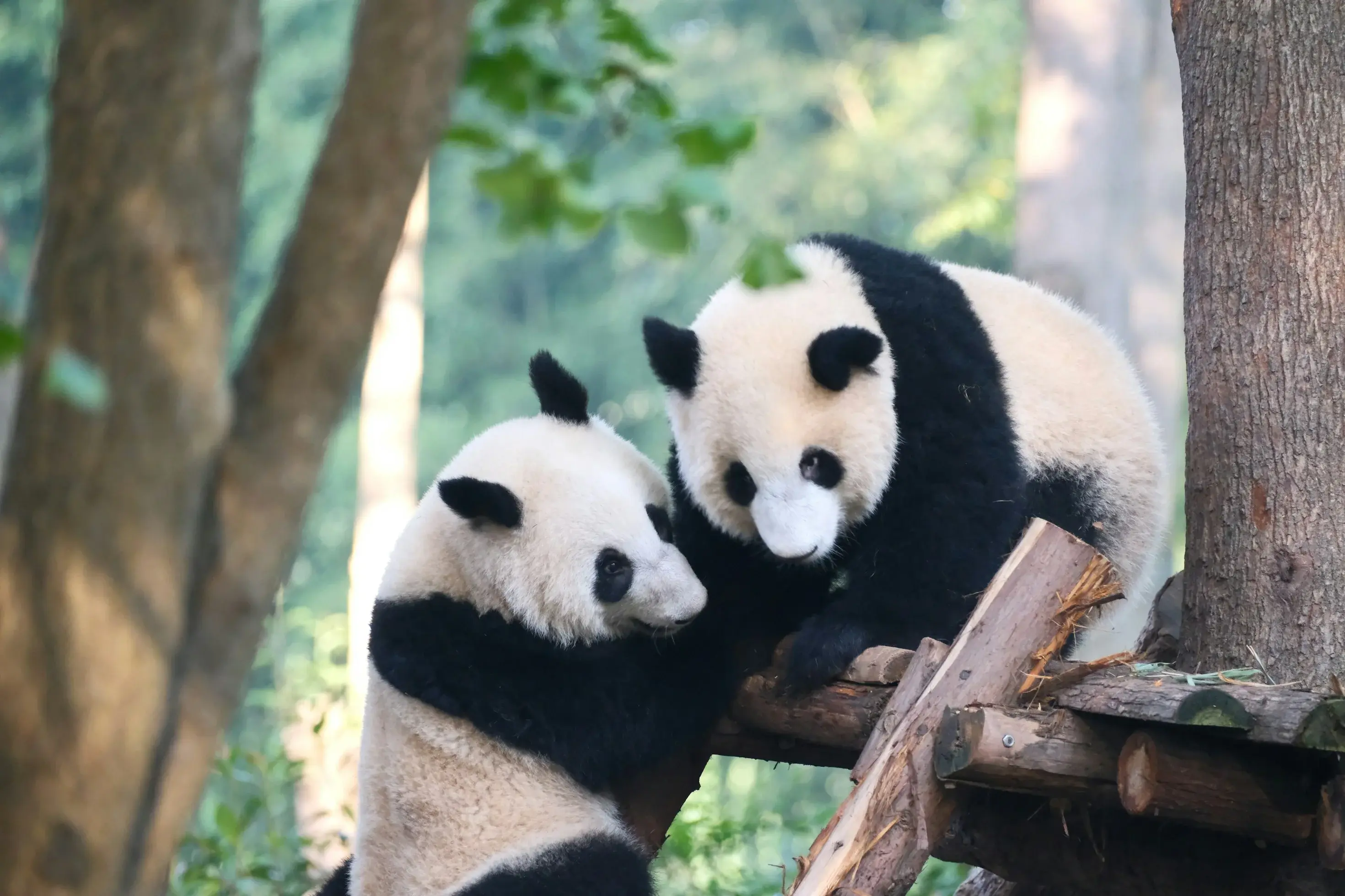 Chengdu