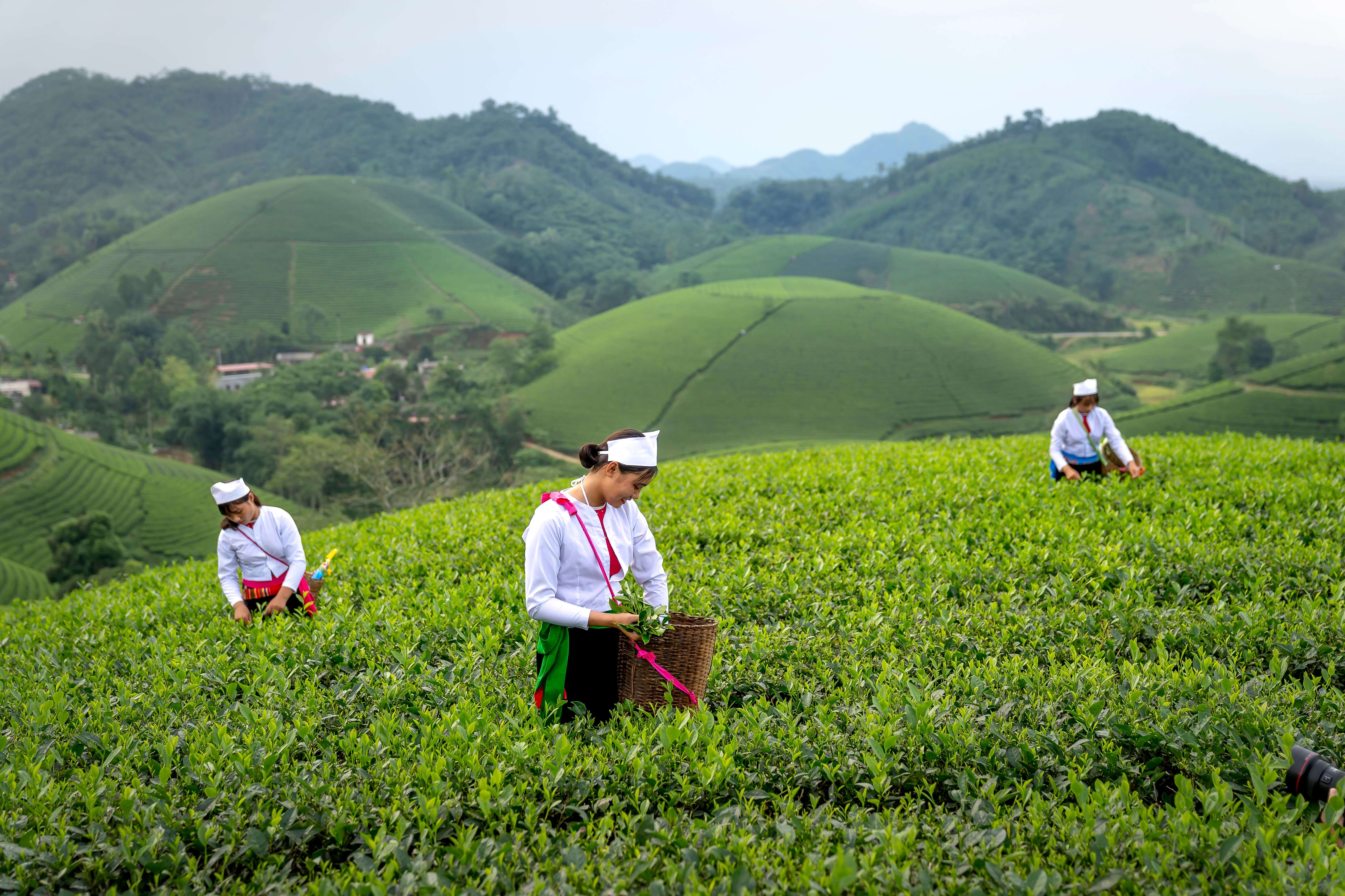 三位采茶人在起伏的茶山上采叶