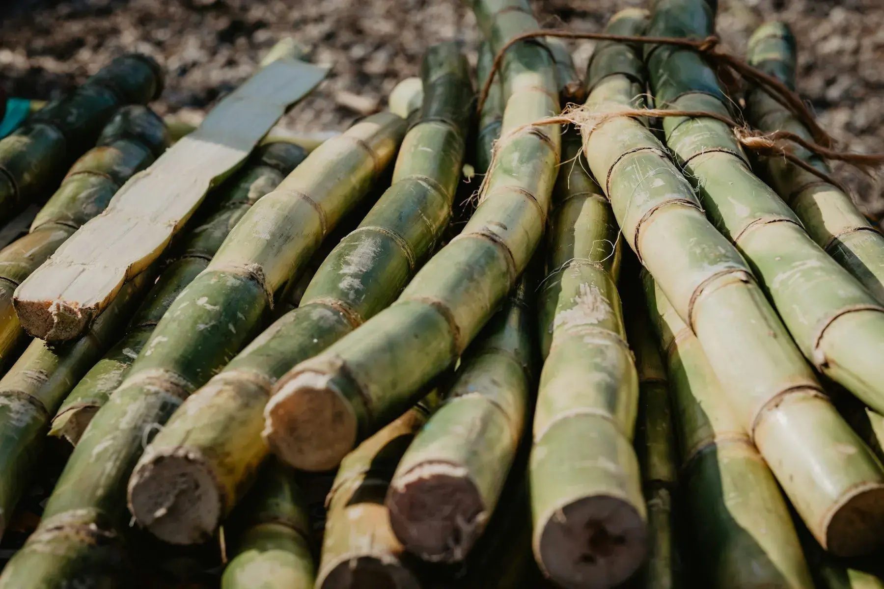 Cut bamboo stacked ready for feeding