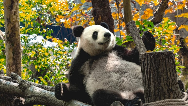 Chengdu & Chongqing Slow Living Tour