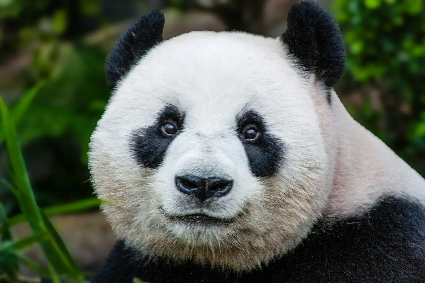 A giant panda, close