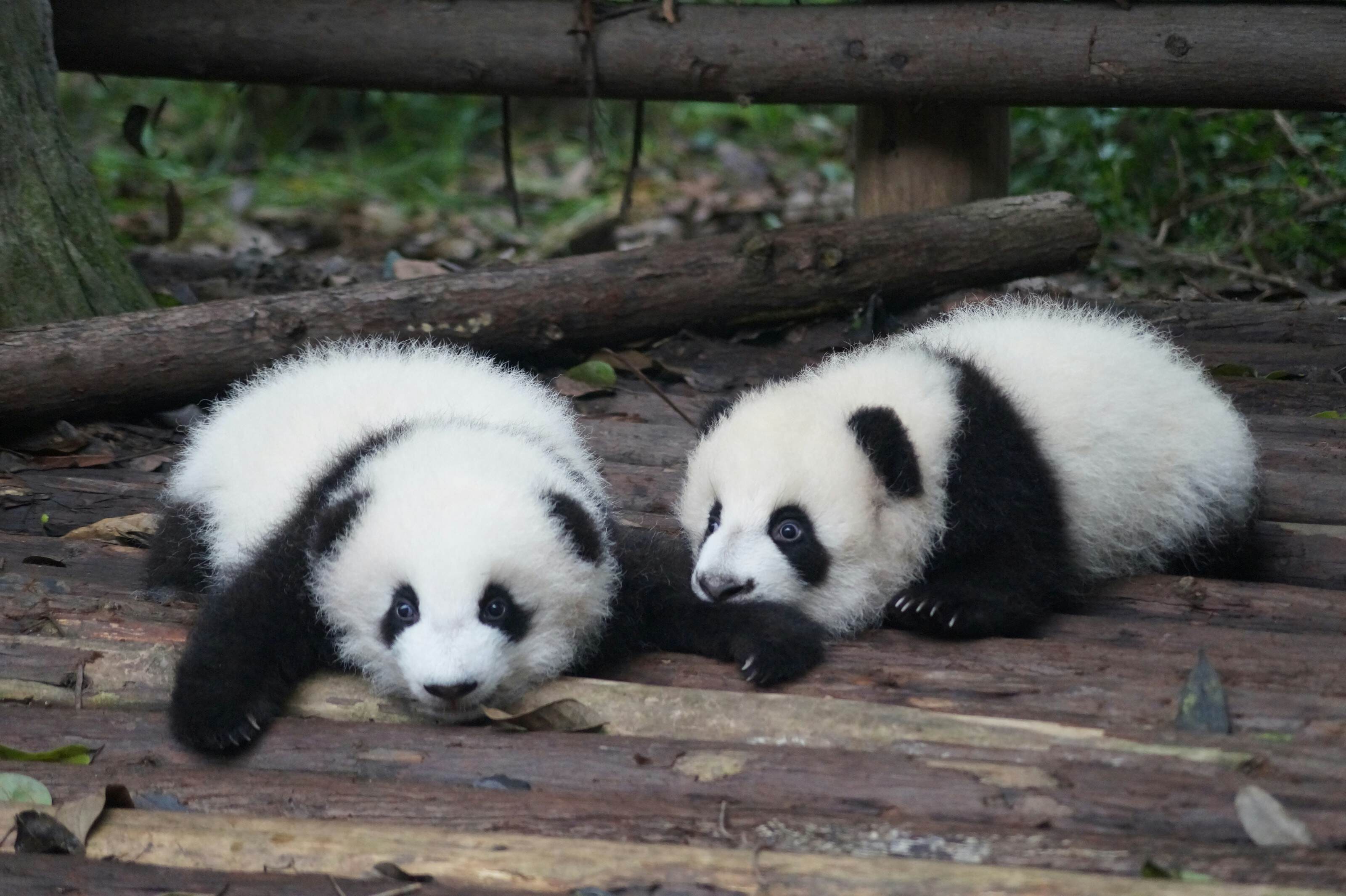 Chengdu Travel Guide 2026: 20 Best Things to Do, See & Eat in China's Panda City