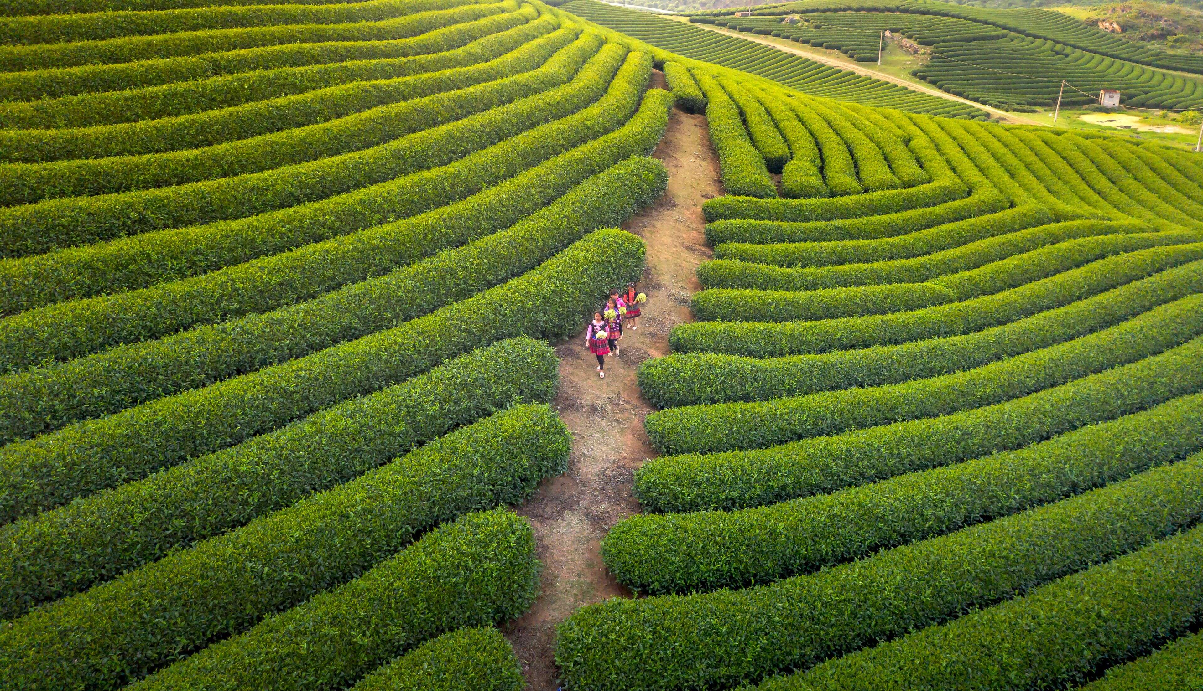 茶垄间的土路上，几人走在层层茶田里