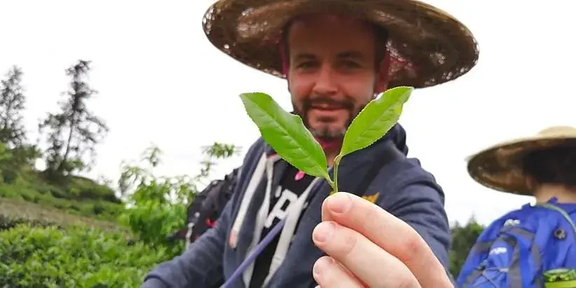 A guest holding up a tea leaf