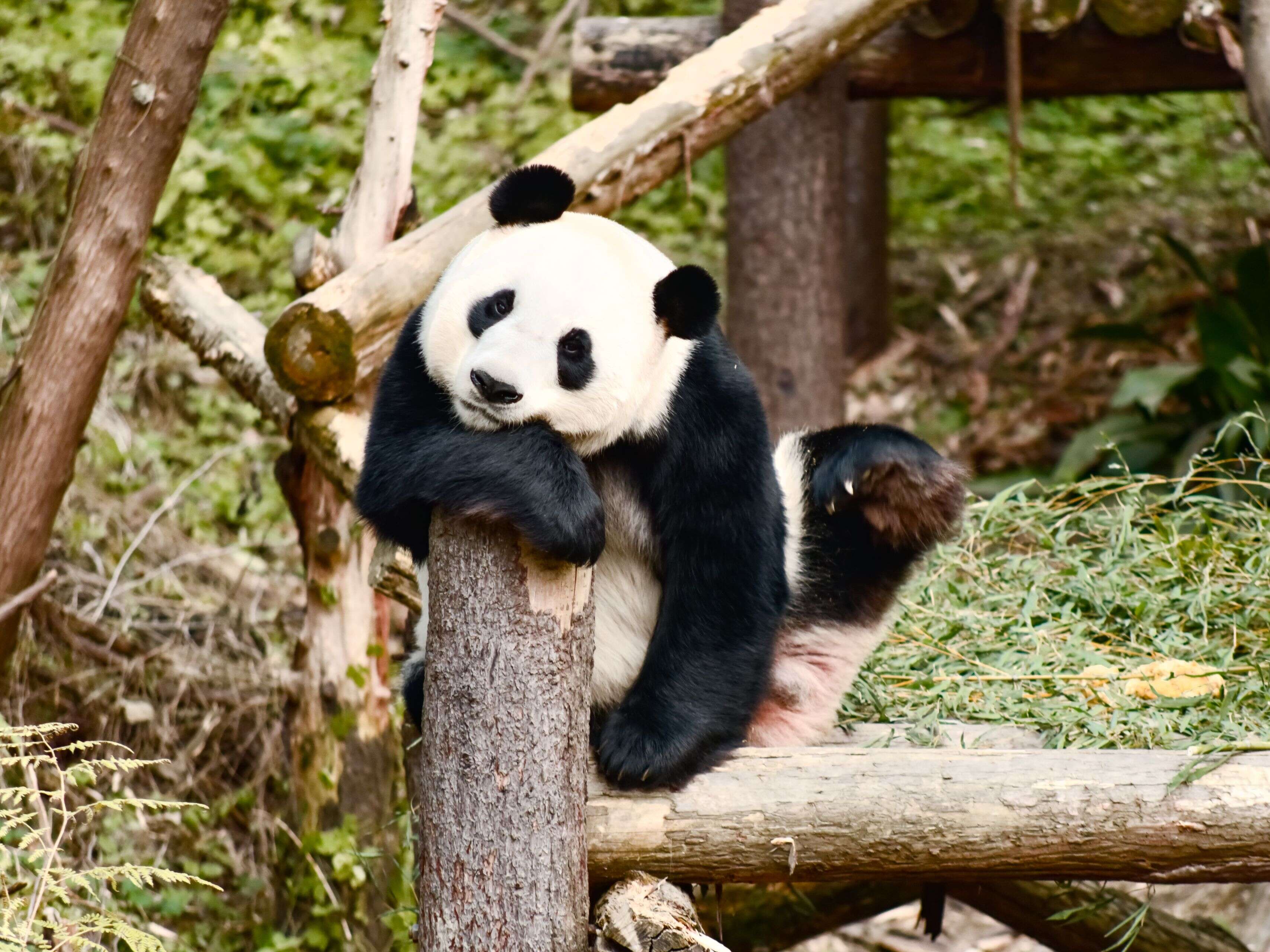 A giant panda sitting on a log platform in a hillside enclosure, a visitor beyond the fence