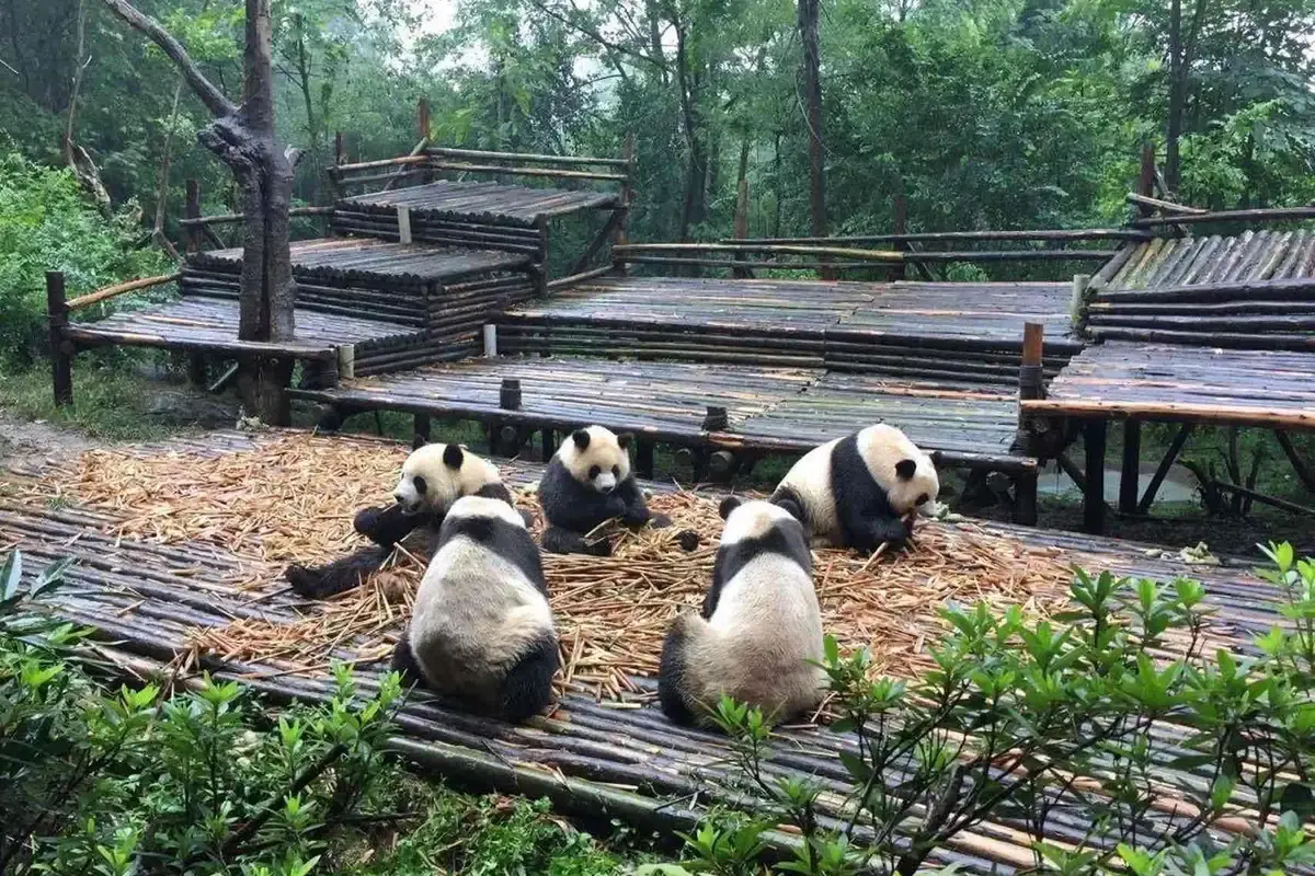 一隻大熊貓在成都大熊貓繁育研究基地活躍的早晨時段