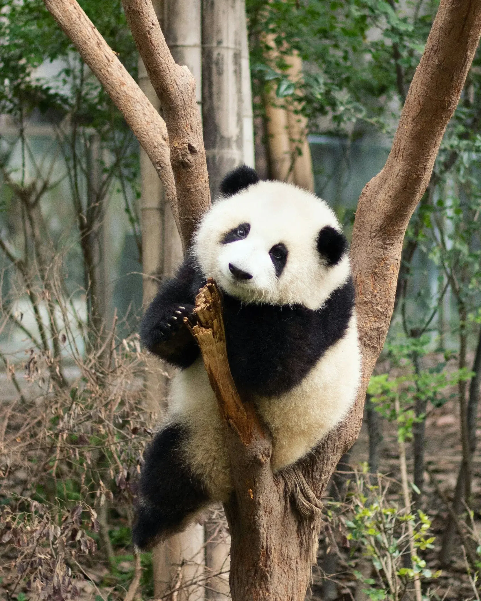 Chengdu