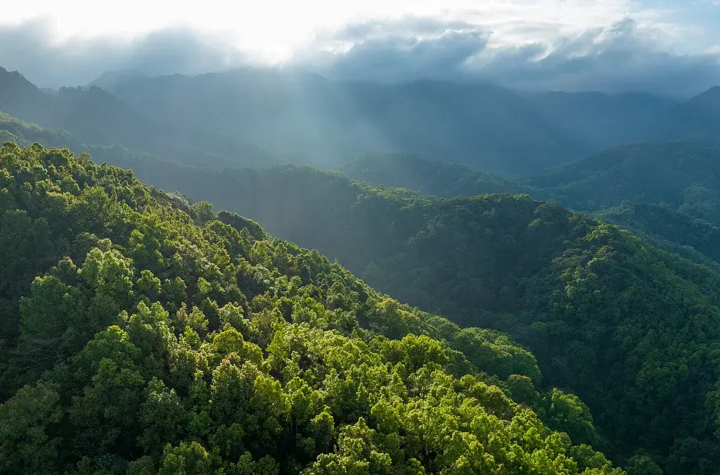 Dense tropical rainforest in Hainan's mountainous interior