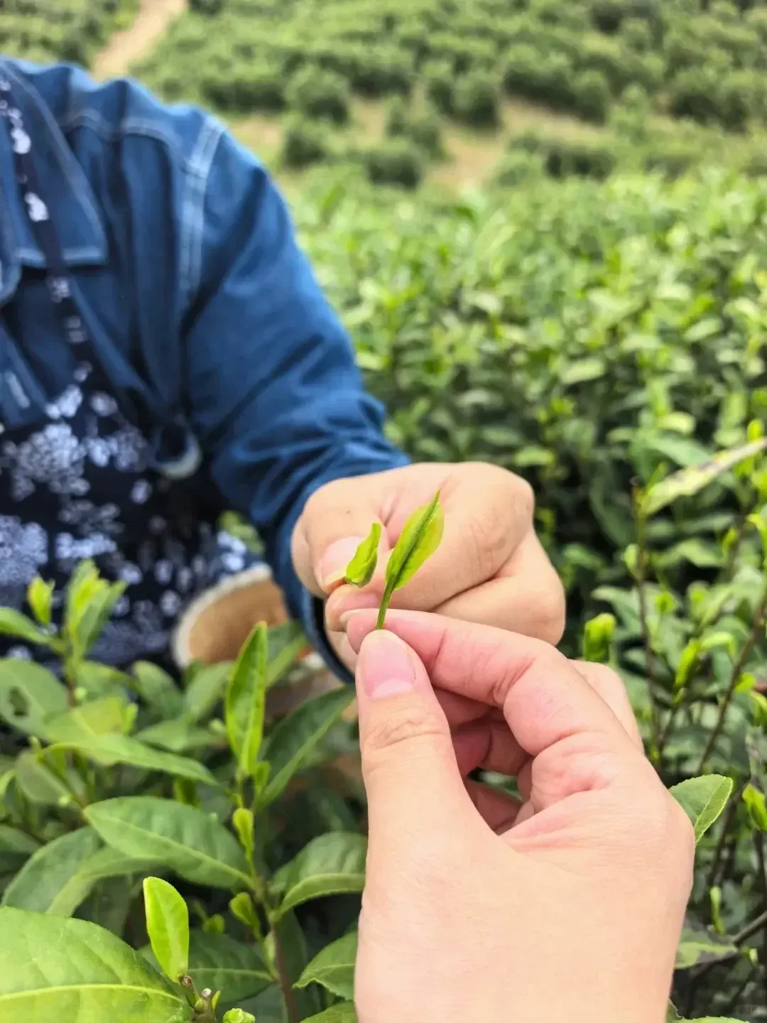A tea tasting at the old tea factory, Quanzhou