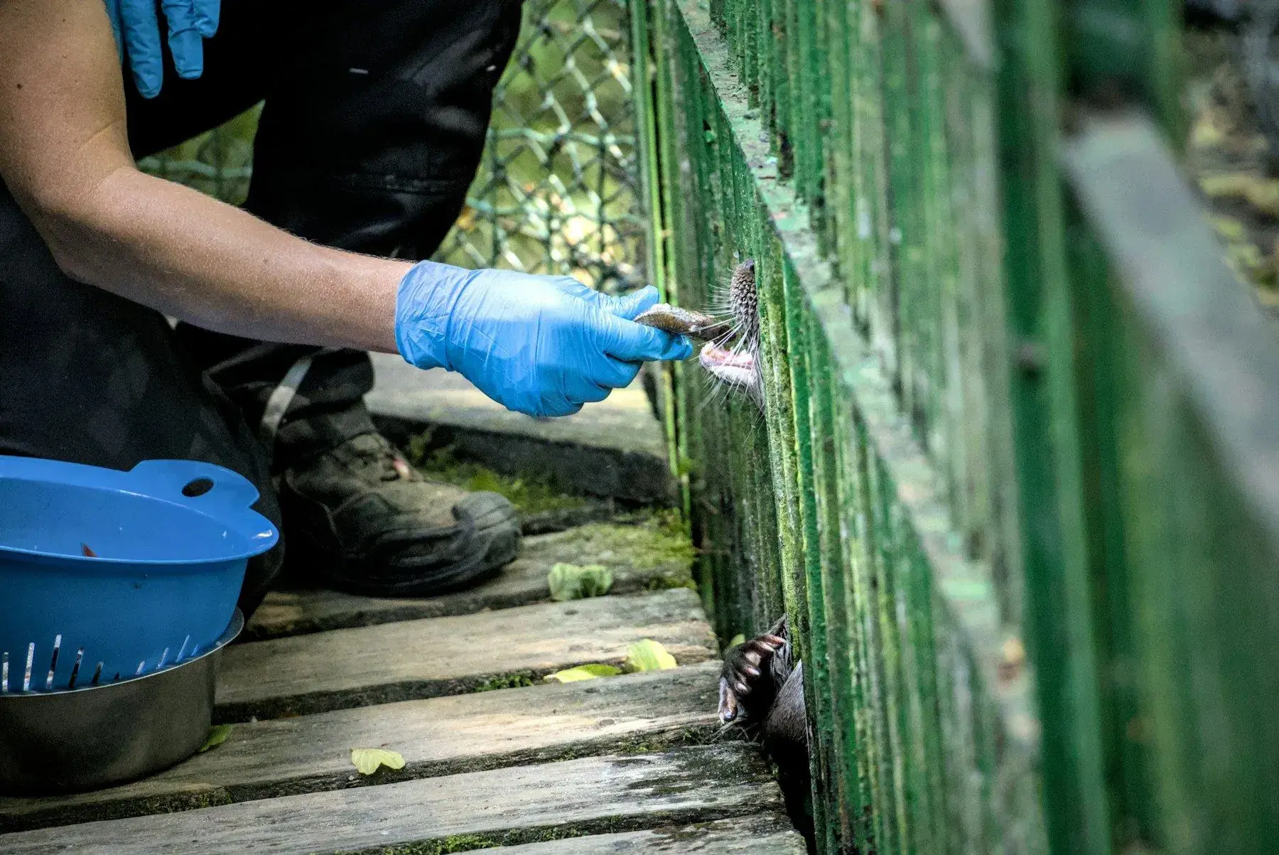 Gloved hands scrubbing down the enclosure rail, brush and basin at the ready