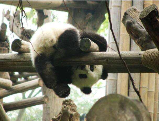 Splendid Chengdu