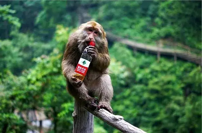A macaque sitting on a branch on Mt Emei