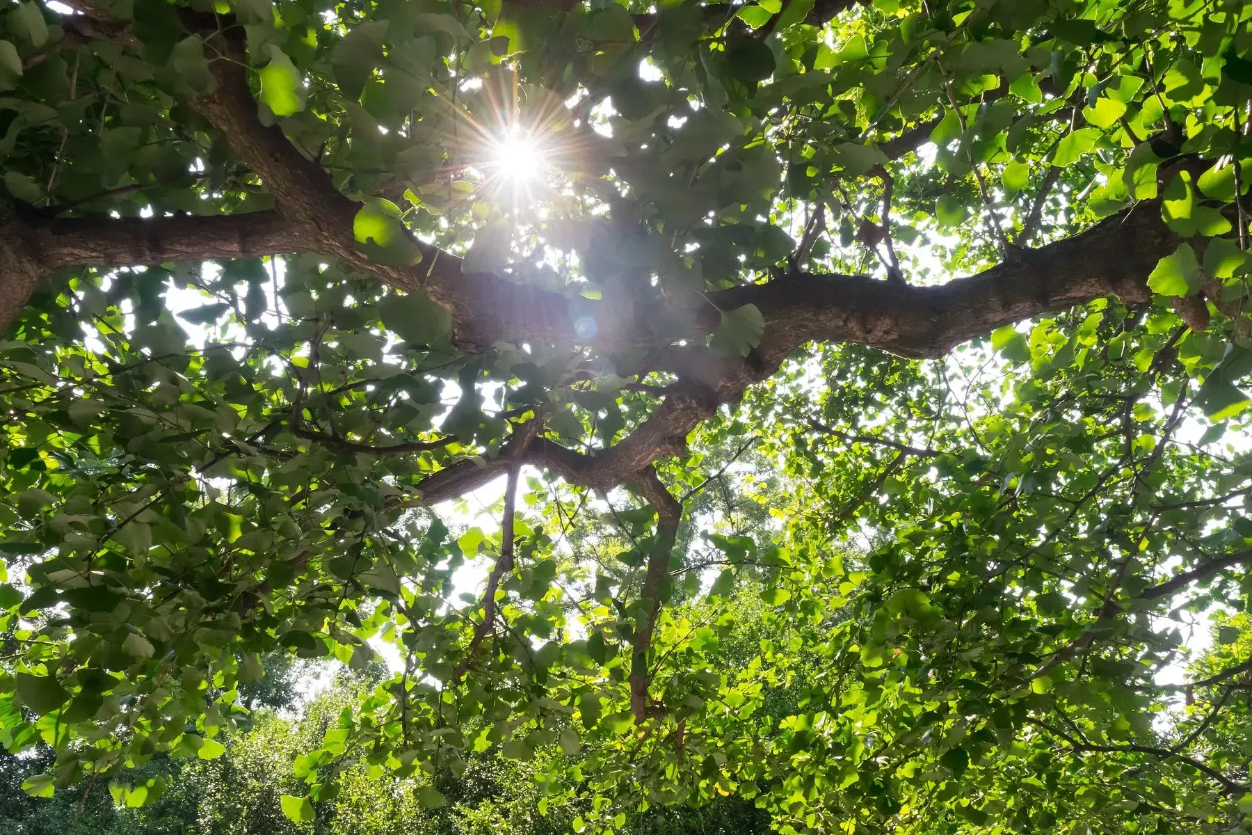 Sunlight through the old canopy on Mount Qingcheng