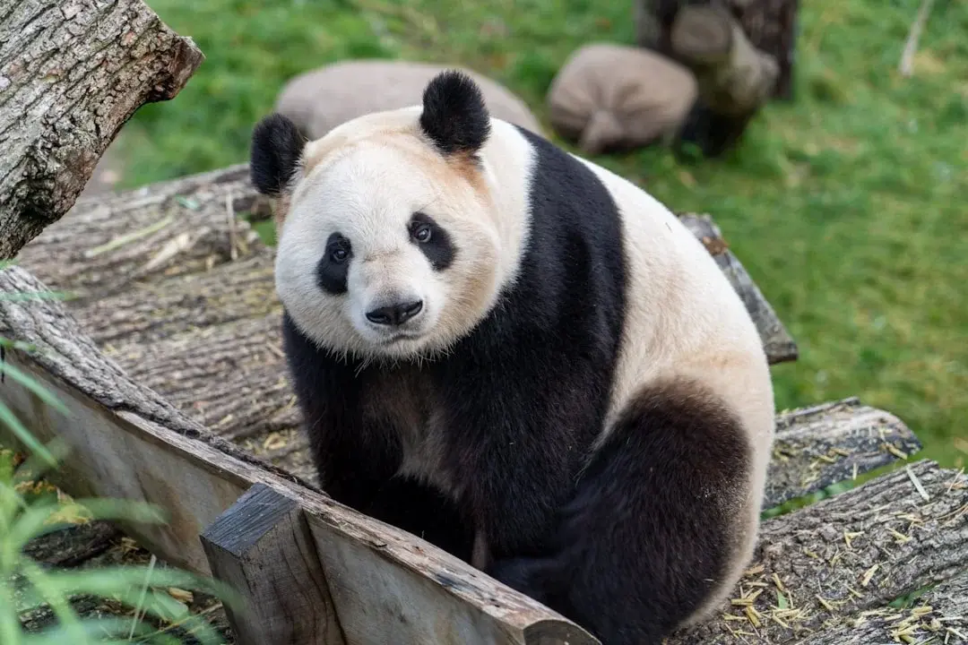 A giant panda eating bamboo in Chengdu