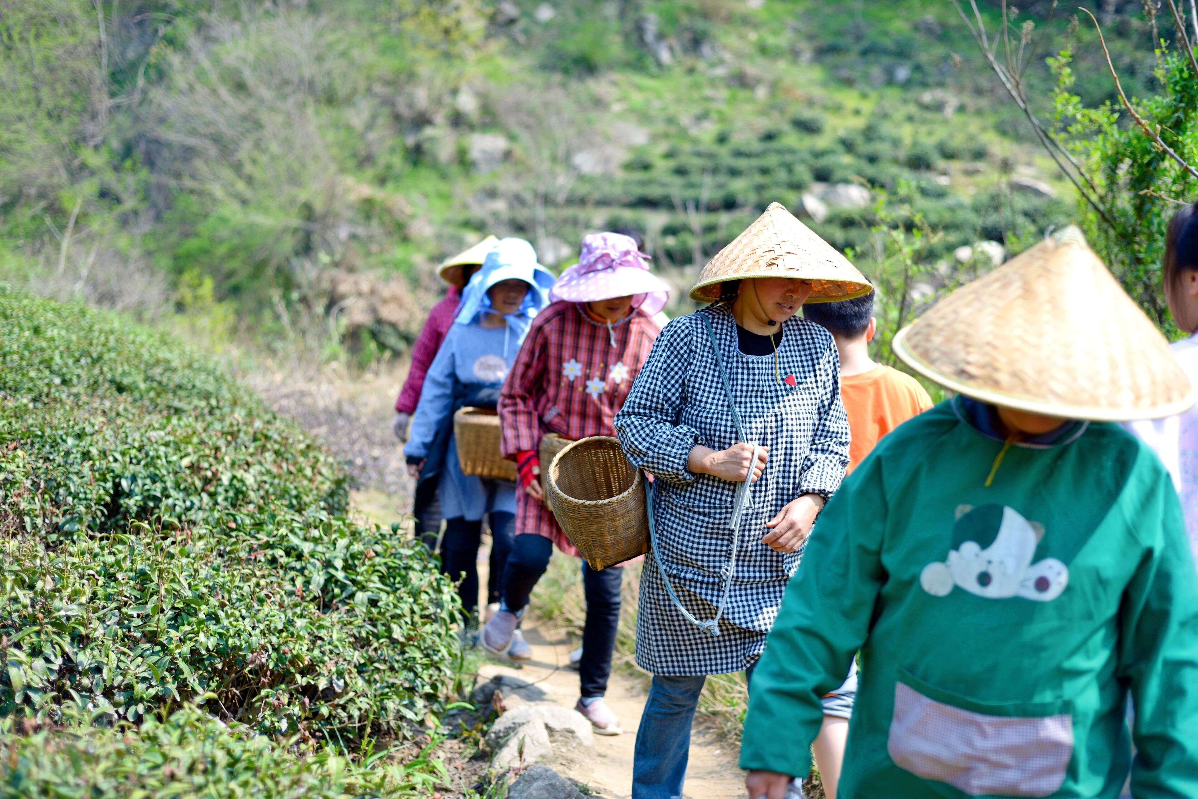 背着竹篓的采茶人走在茶垄边的小路上